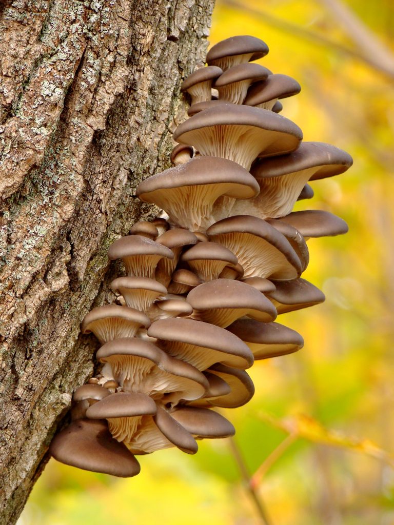 Gourmet mushroom growing on tree