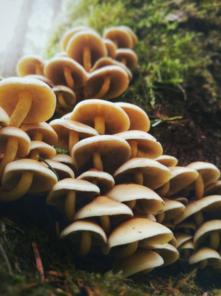 Gourmet mushroom growing on wood
