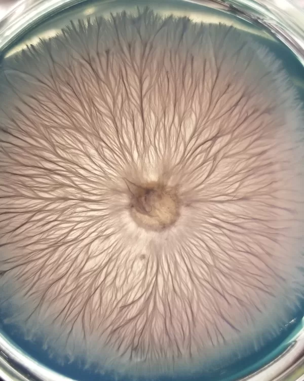 Mycelium growing on plate
