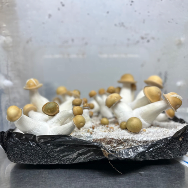 Mac Galactic p. cubensis spores and research syringe