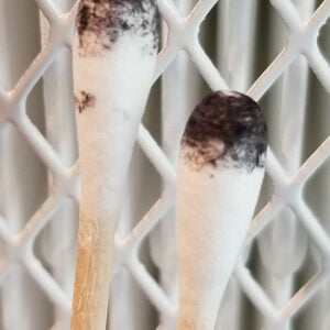 Orissa India Spore Swab