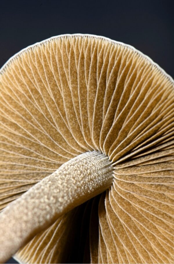 Panaeolus Bisporus Research Agar Wedge Tube - Image 3