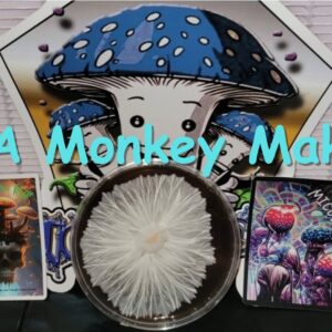 Albino Monkey Monkey Mak Research Plate