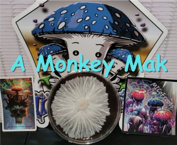 Albino Monkey Monkey Mak Research Plate