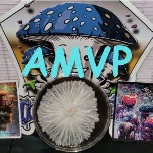 Albino Most Valuable Producer Research Plate (AMVP)