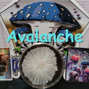 Avalanche Research Plate (Yeti x Melmak)
