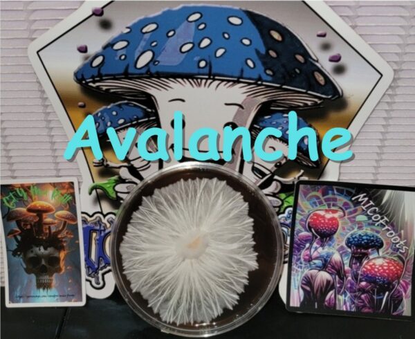 Avalanche Research Plate (Yeti x Melmak)
