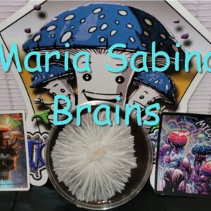 Maria Sabina Brains Research Plate
