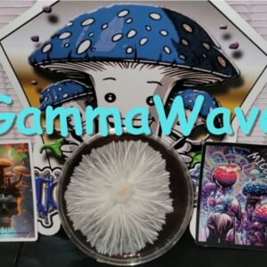 Gamma Wave Research Plate (Tidalwave x Oakridge)
