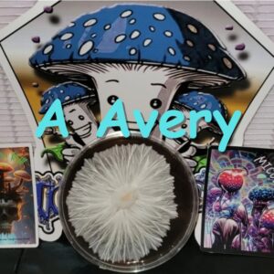 Albino Avery Research Plate