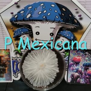 Psilocybe Mexicana Research Plate