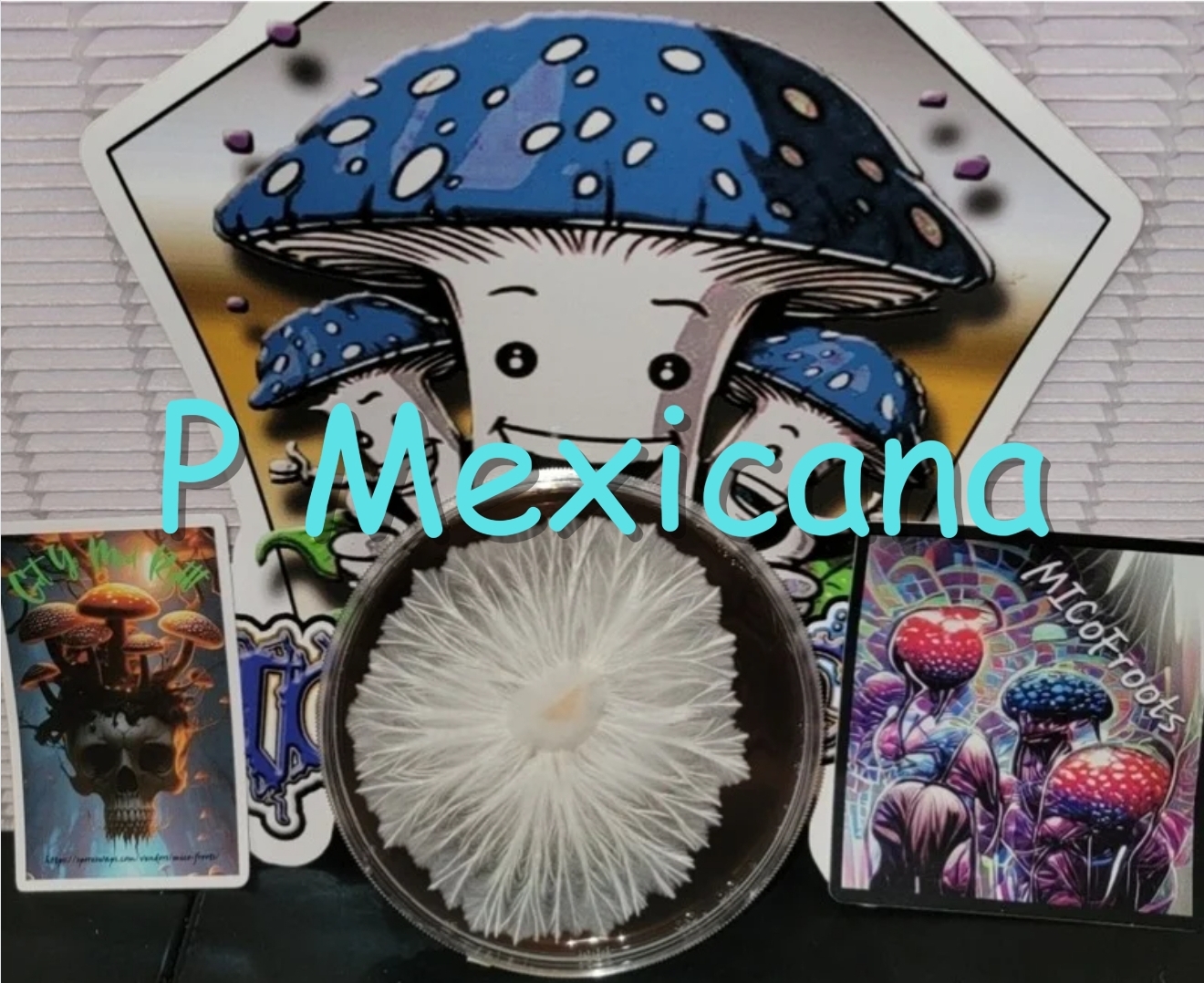 Psilocybe Mexicana Research Plate