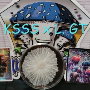 Koh Samui Super Strain x Leucistic Golden Teacher Research Plate (KSSS x L. GT)