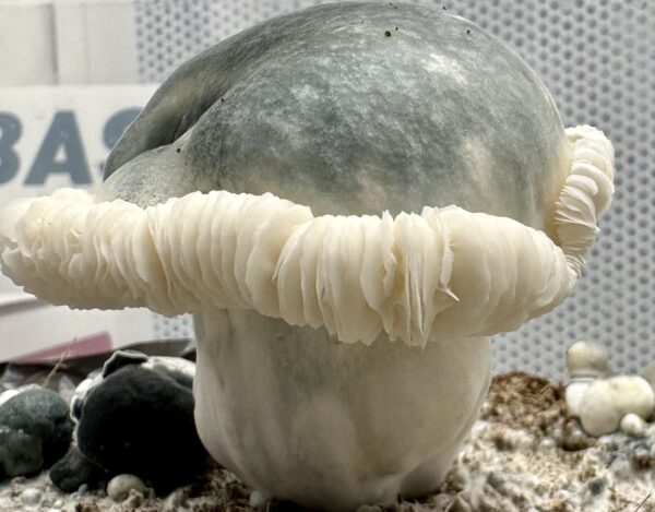 Albino Penis Envy (APE) Research Syringe - Image 2