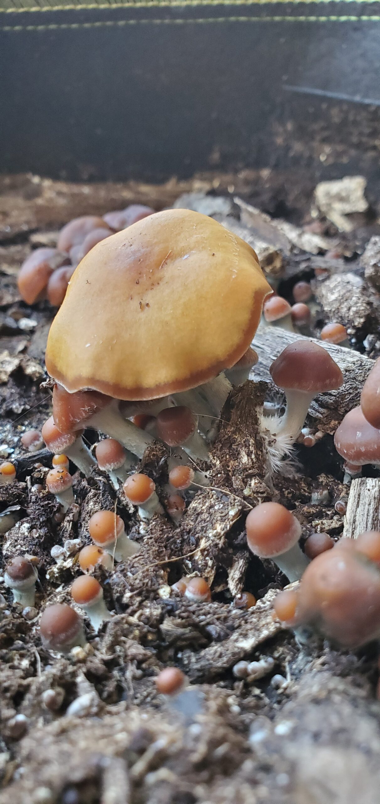 Psilocybe Cyanescens Research Agar Wedge Tube - Image 3