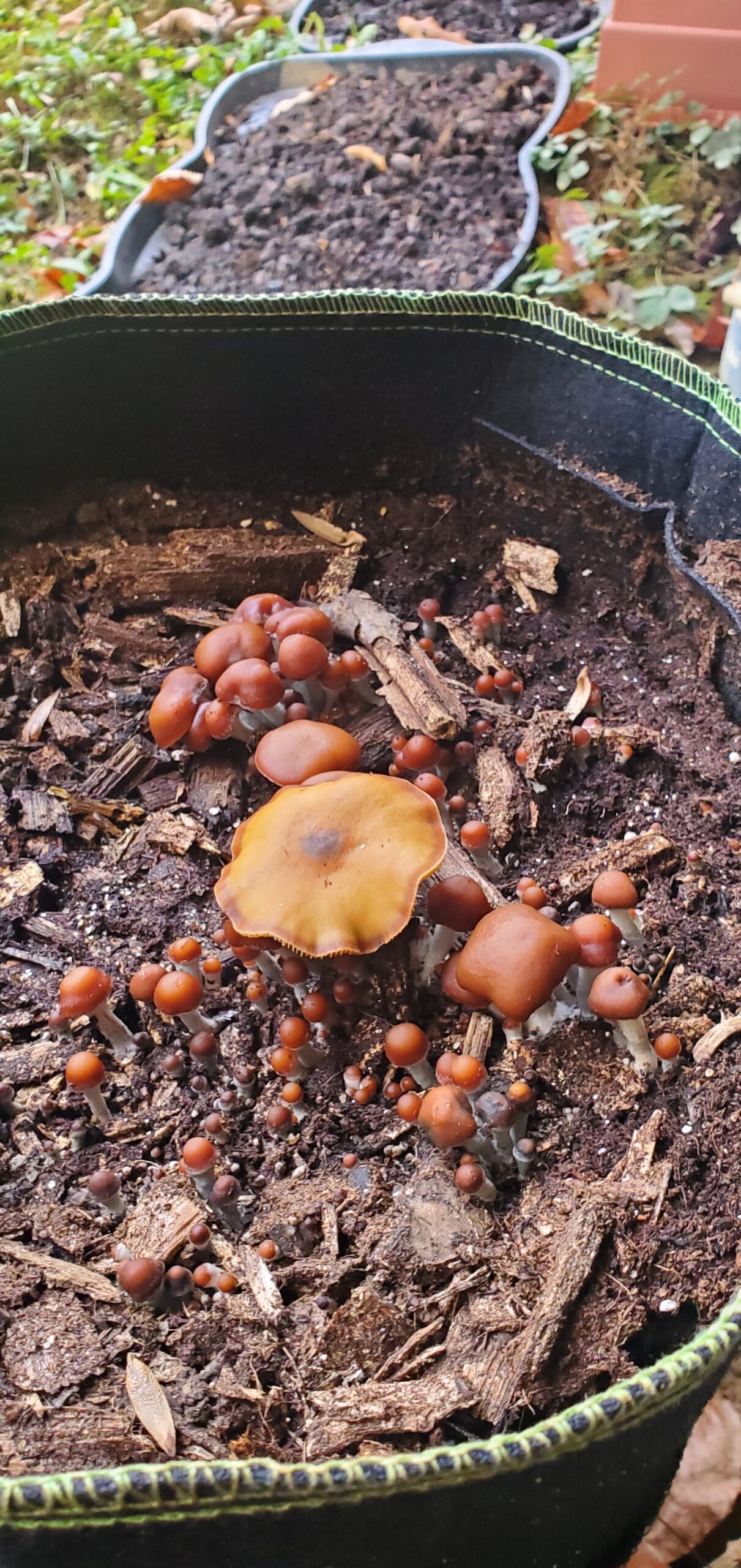 Psilocybe Cyanescens Research Agar Wedge Tube - Image 5