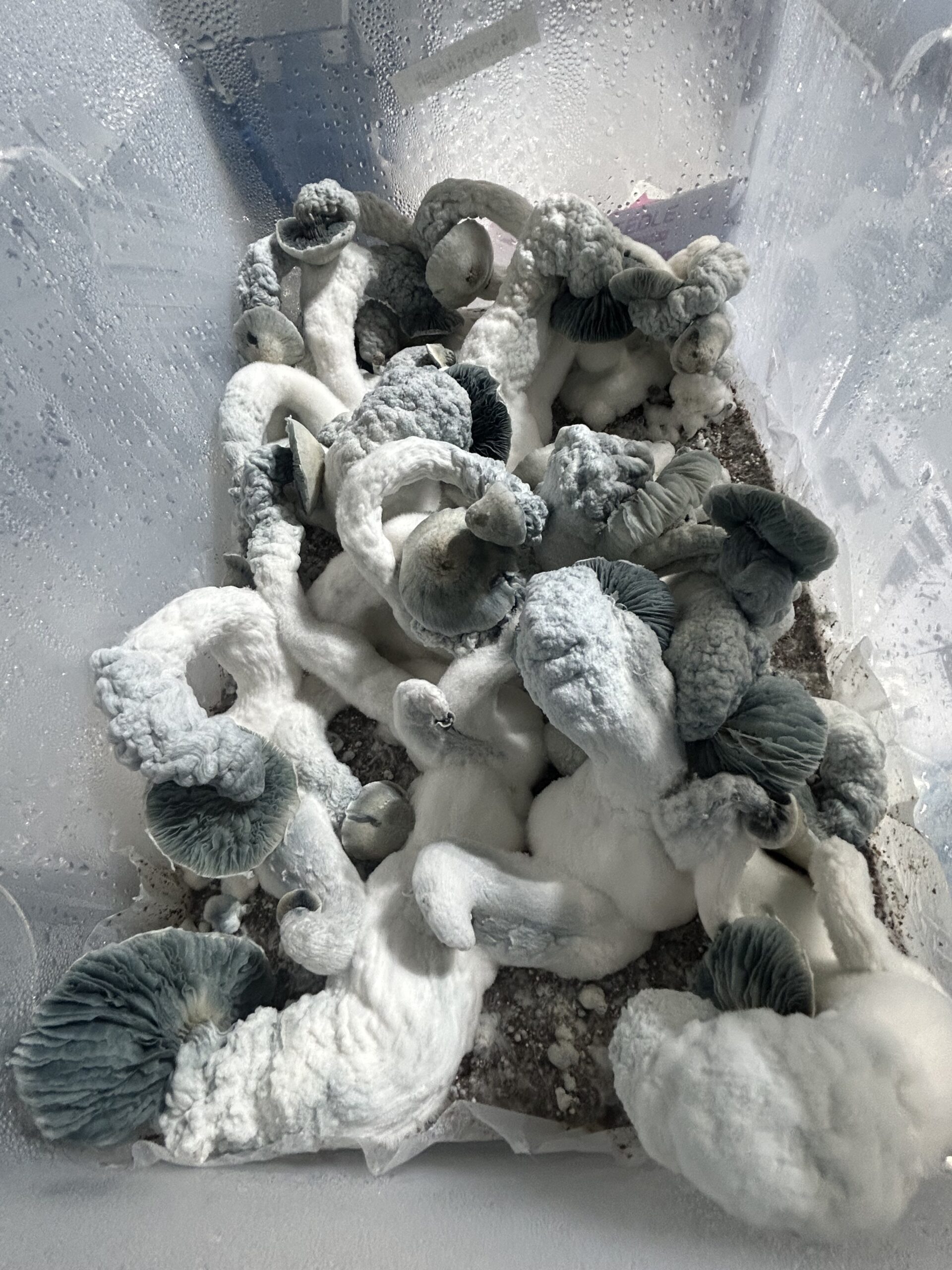 Albino Roger Rabbit (Leu.GT Iso.) Research Syringe - Image 2