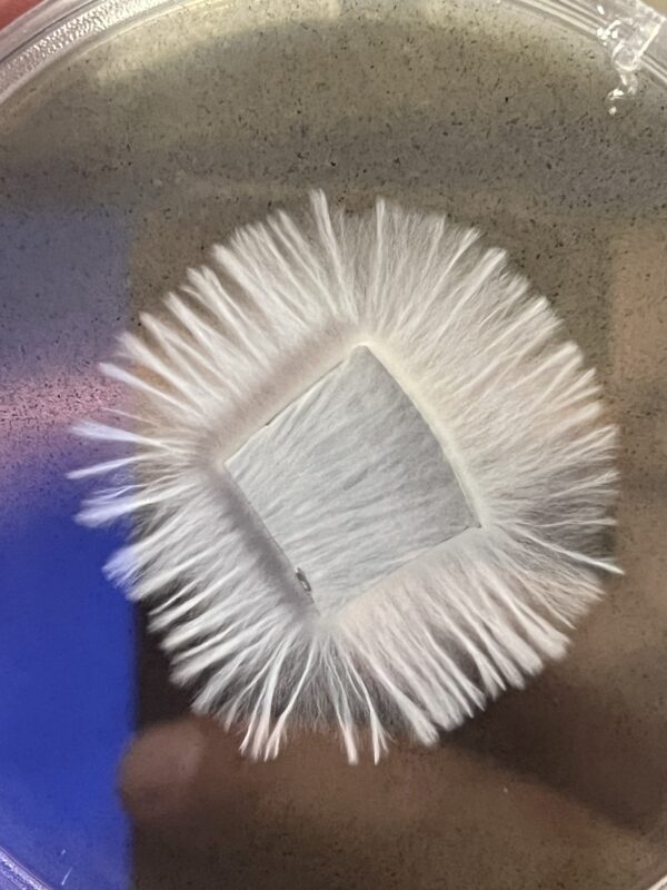 B+ Research Plate