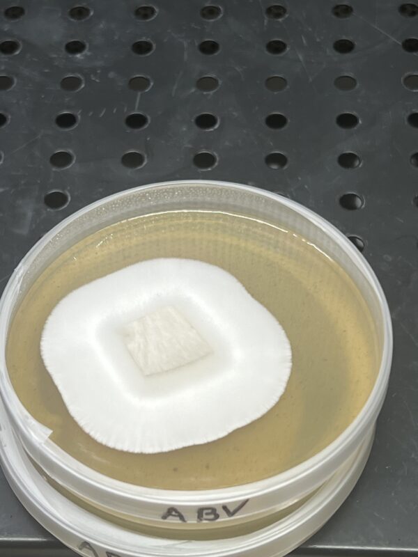 TATtoo Blobs Research Plate