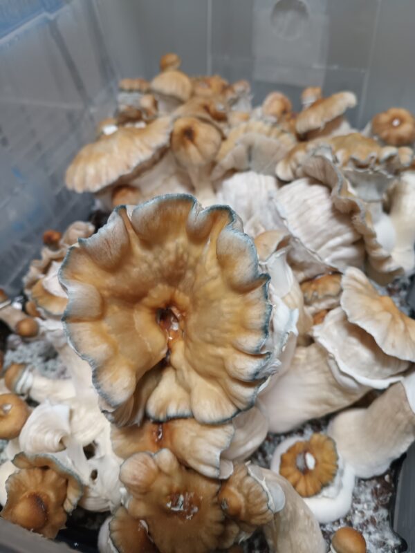 Hillbilly Pumpkin Spore Swabs - Image 2
