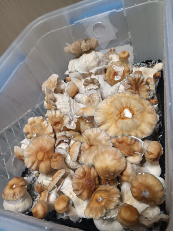 Hillbilly Pumpkin Spore Swabs - Image 4