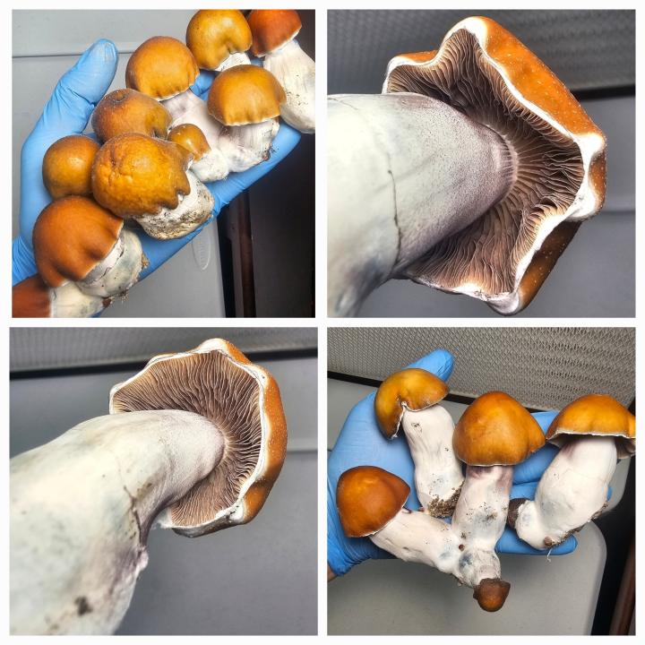 Incanus Research Syringe - Image 2