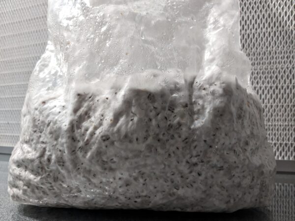 4lb Fully Colonized Grain Spawn - Customers Choice - Image 2