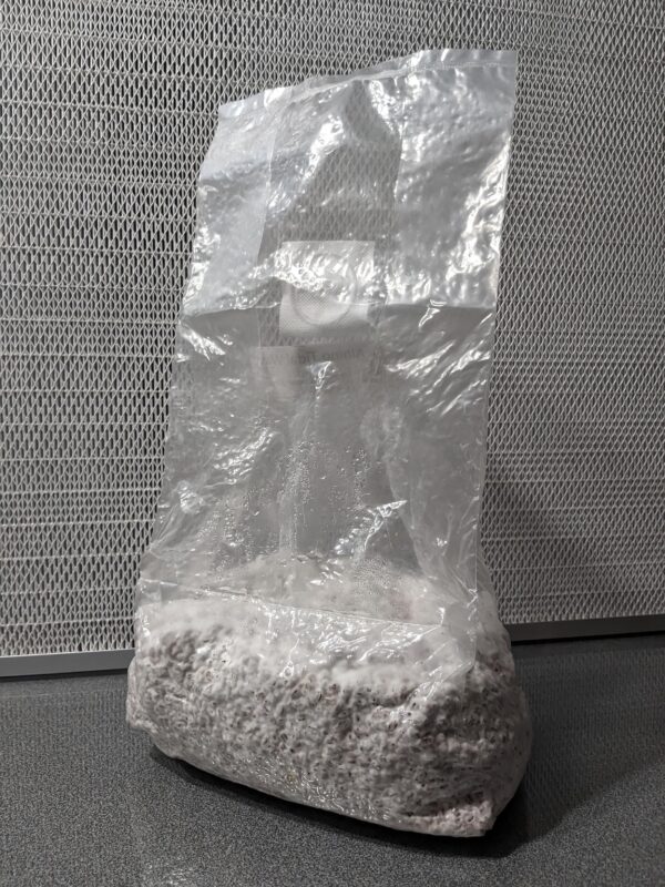 4lb Fully Colonized Grain Spawn - Customers Choice - Image 3