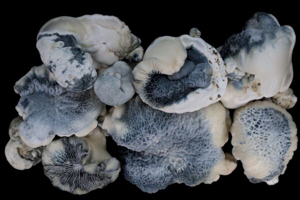 Tide Pool Research Agar Wedge Tube - Image 2