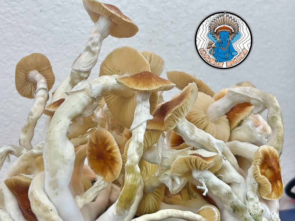 Full Moon Party (FMP) Research Plate - Image 3