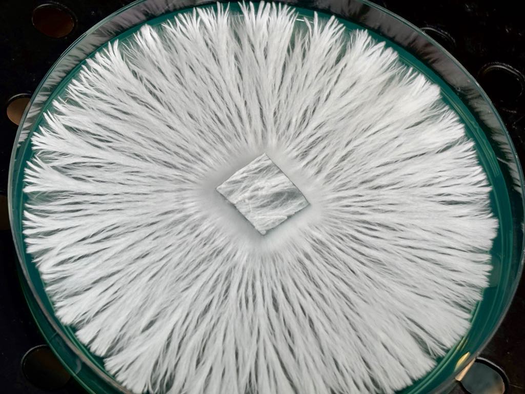 Full Moon Party (FMP) Research Plate