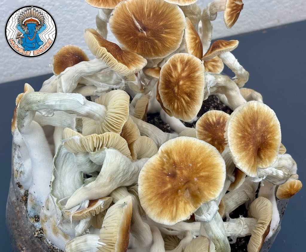 Full Moon Party (FMP) Research Plate - Image 2