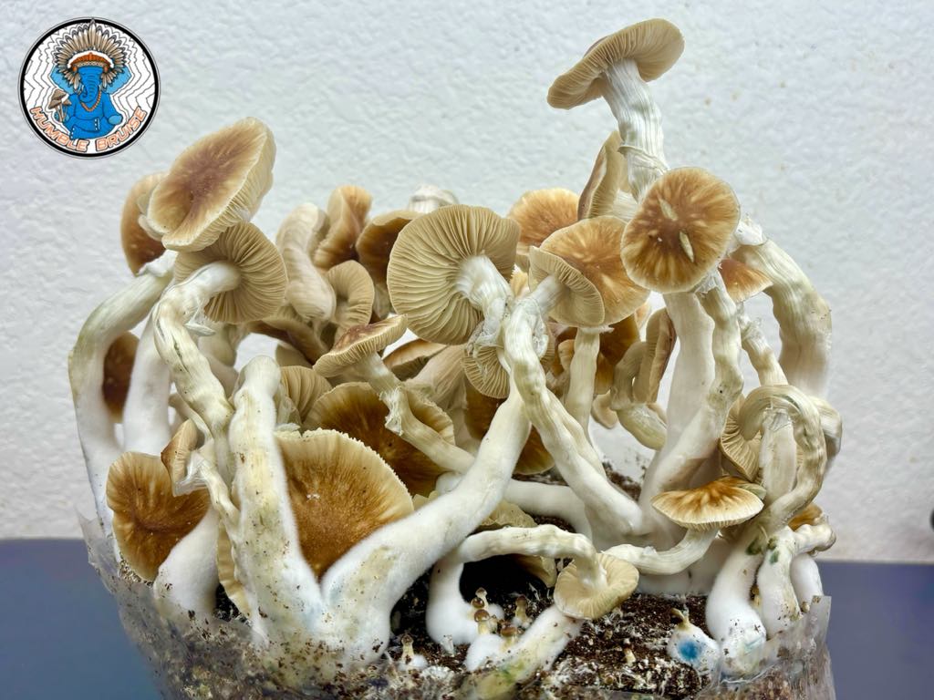 Full Moon Party (FMP) Research Plate - Image 4