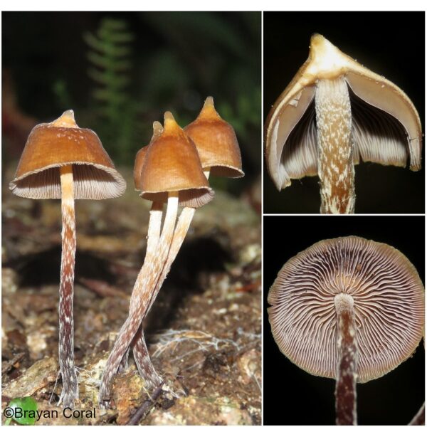 Psilocybe Hoogshagenii Brazil Research LC Syringe - Image 3