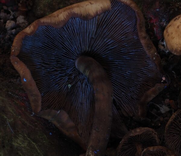 Psilocybe Muliercula Research Plate - Image 3
