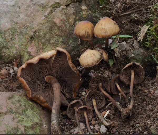 Psilocybe Muliercula Research Plate - Image 2