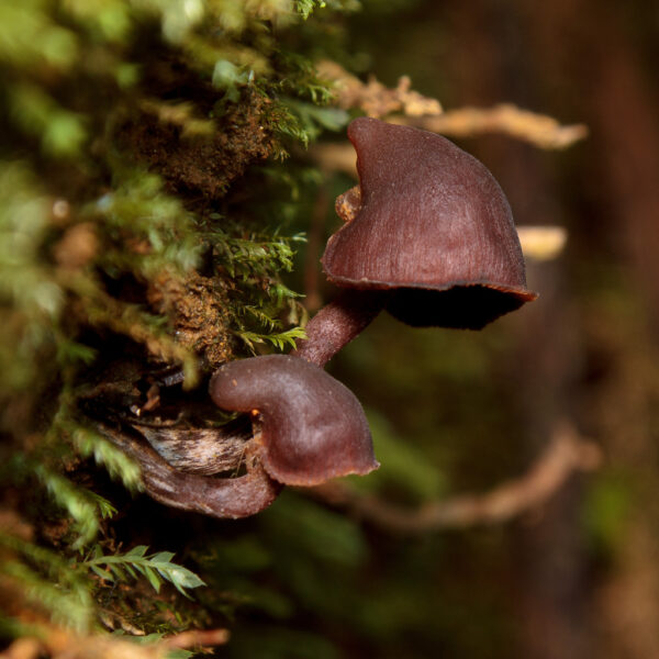 Psilocybe Banderillensis "Veracruz" Research Plate - Image 2