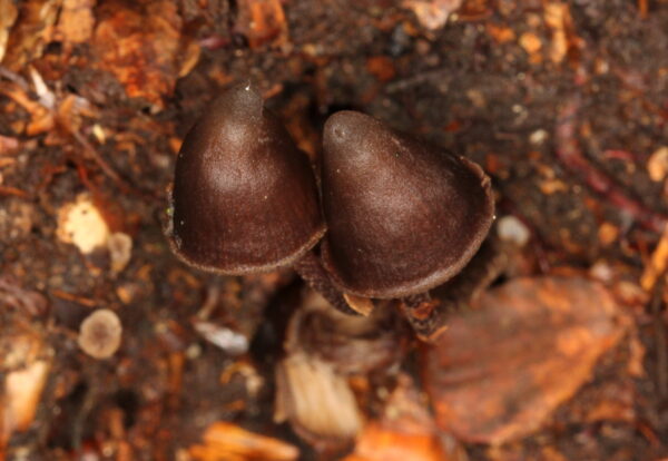 Psilocybe Banderillensis "Veracruz" Research Plate - Image 3