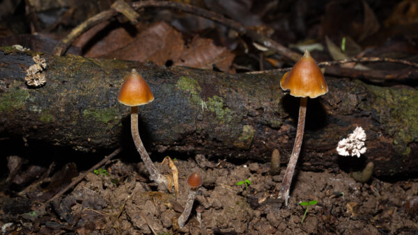 Psilocybe Hoogshagenii Brazil Research LC Syringe - Image 4