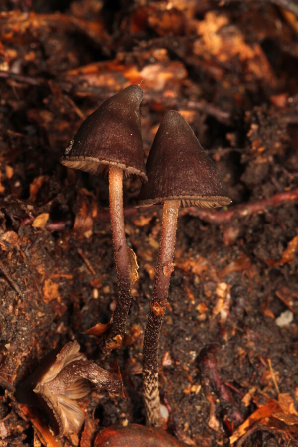 Psilocybe Banderillensis "Veracruz" Research Plate - Image 4