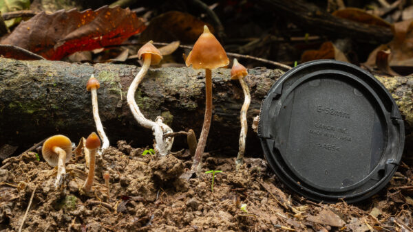 Psilocybe Hoogshagenii "Brazil" Agar Wedge Tube - Image 5