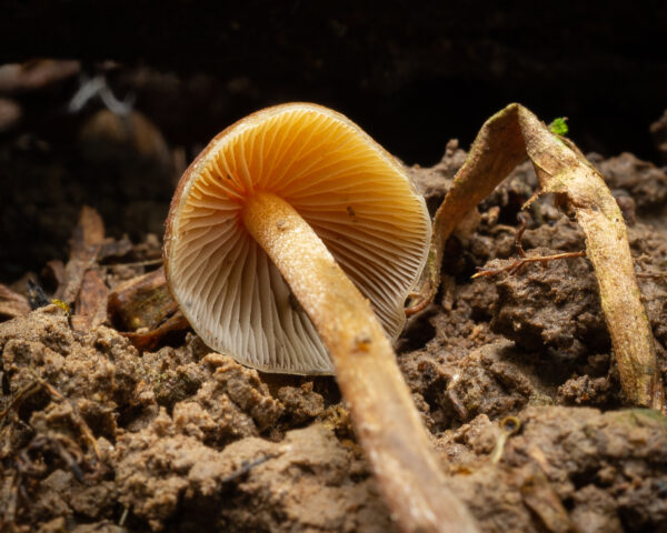 Psilocybe Hoogshagenii "Brazil" Agar Wedge Tube - Image 4
