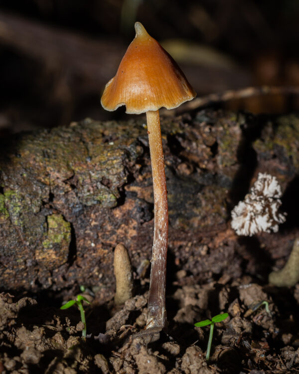 Psilocybe Hoogshagenii "Brazil" Research Plate - Image 5