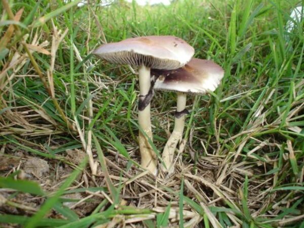 Psilocybe Subcubensis Research Plate - Image 2