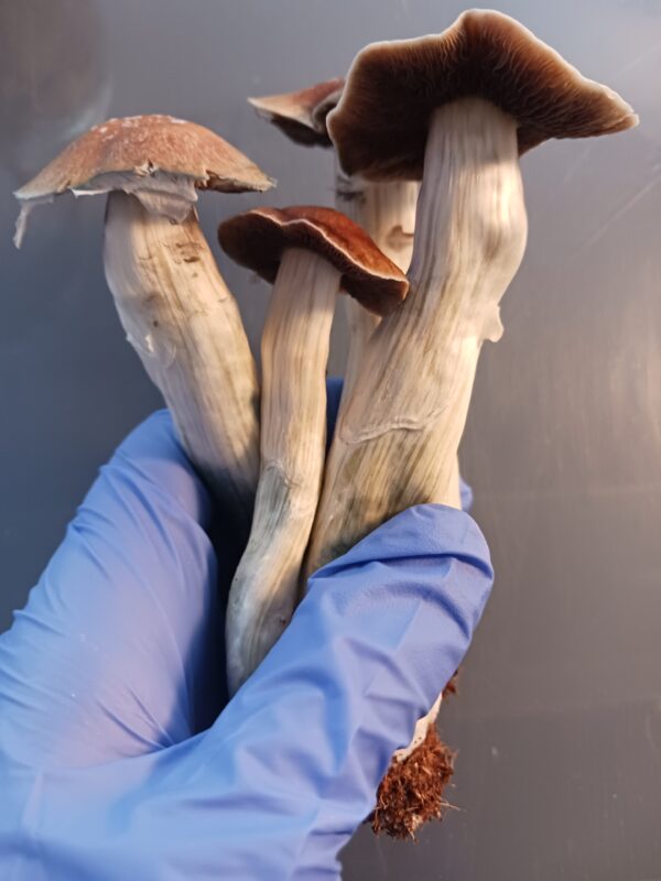 Thai Lipa Yai (TLY) Spore Swabs - Image 2