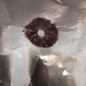 Hillbilly (HB) Spore Print