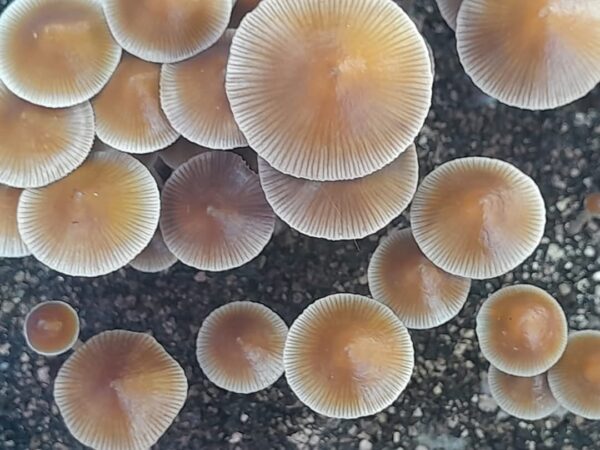 Psilocybe Caeruleoannulata Research LC Syringe - Image 4