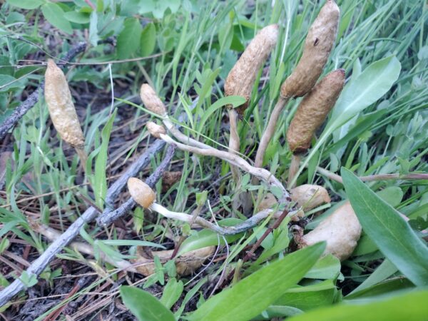 Psilocybe Gandalfiana Research LC Syringe - Image 2