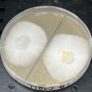 Panaeolus Cyanescens TTBVI (Tamarind Tree British Virgin Islands) Research Plate