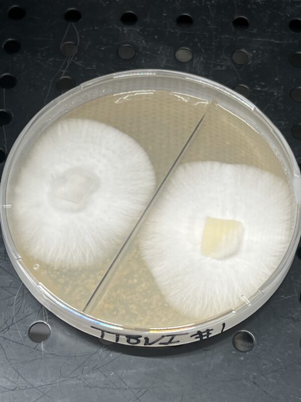 Panaeolus Cyanescens TTBVI (Tamarind Tree British Virgin Islands) Research Plate
